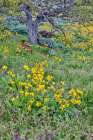 Oregon. Rowena Crest above Columbia River, springtime balsamroot and lupine blooming along trail Art Print